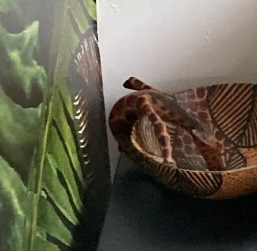 Tatil Evi Encantadora Con Piscina En El Montgo-denia Denia